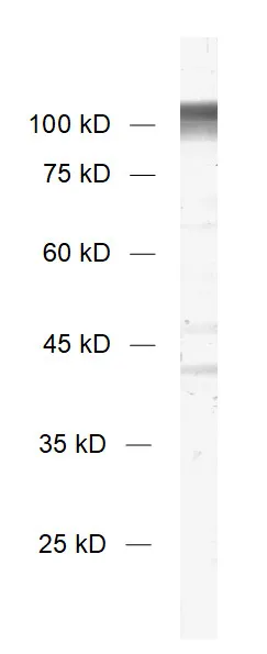 Neuroligin2 Recombinant rabbit - image 1